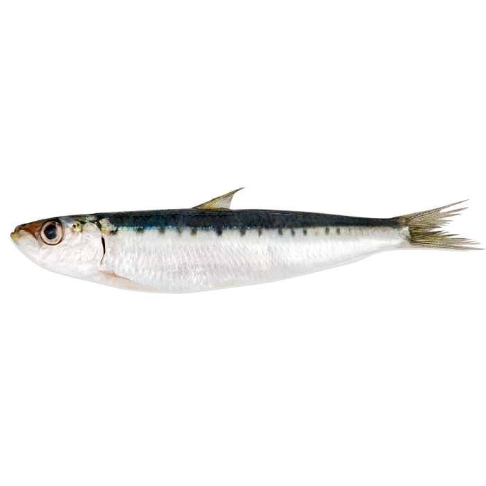 Sardines fraiches (1 kg)